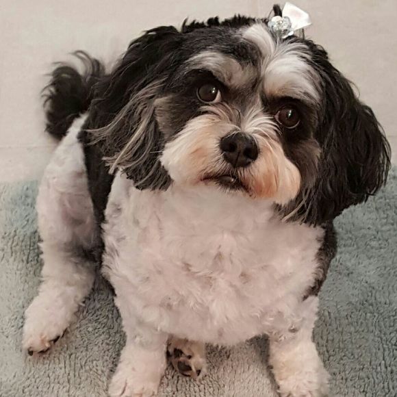 Meet your Posher, Lucy - Picture 1 of 1